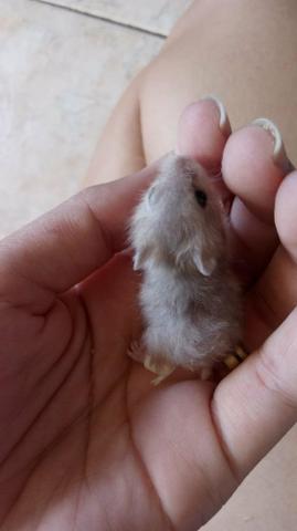 Hamster Japonês/Chinês