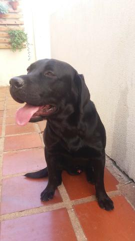 Labrador