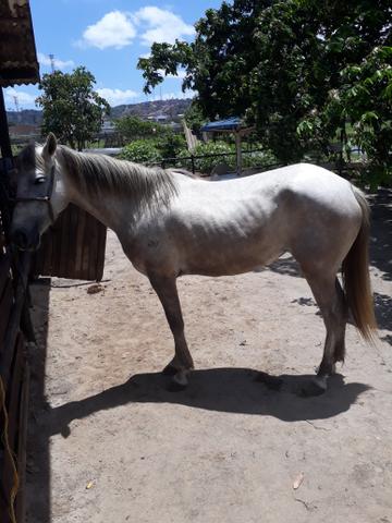 Vendo potra com sangue manga larga