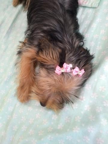 Yorkshire terrier