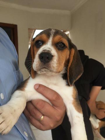 Beagle macho com dois meses. É o último!