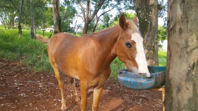 Cavalo manso