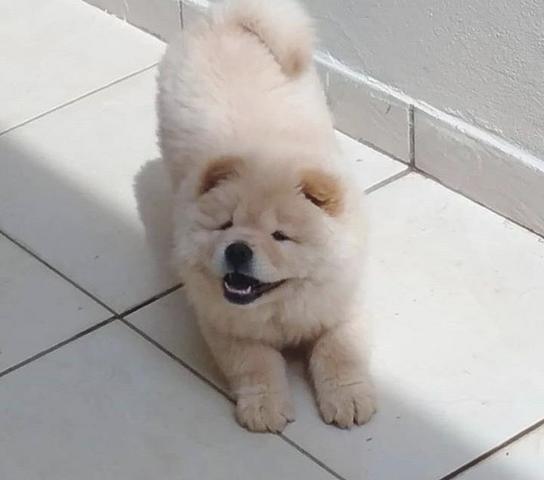Chow-Chow fêmea, á venda.