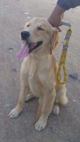 Não perca oportunidade golden fêmea avista só 650