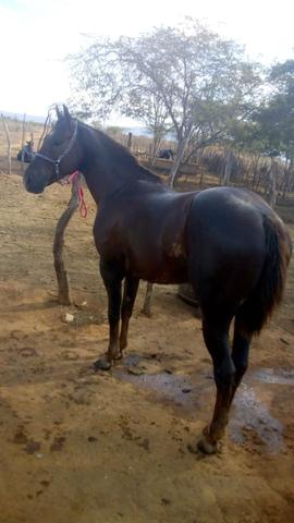 Potro iniciado de direita com documento