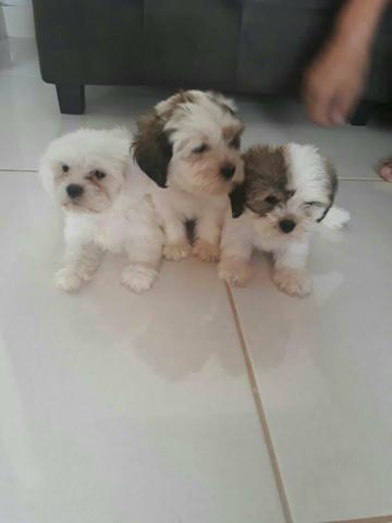 Cachorro Lhasa Apson