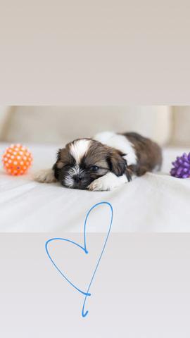 Shihtzu macho com pedigree já em mãos