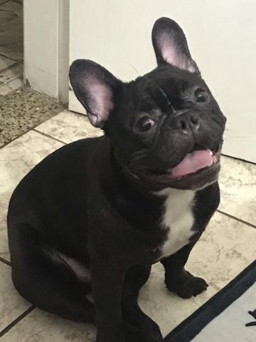 Venda de Bulldog Francês