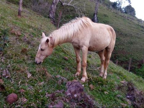 Vende-se Potranca, nome Doroteia. motivo: Falta de dinheiro, mais informações na descrição