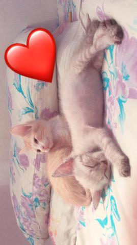 Adoção responsável