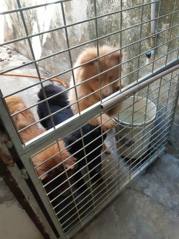 Doa se duas fêmeas de Chow Chow adultas