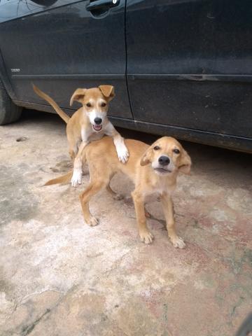 Estou doando esses cachorrinhos
