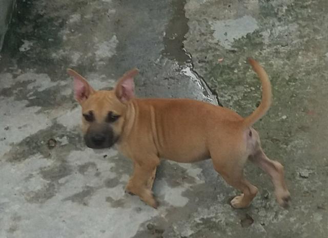 Pitbul top fêmea 300