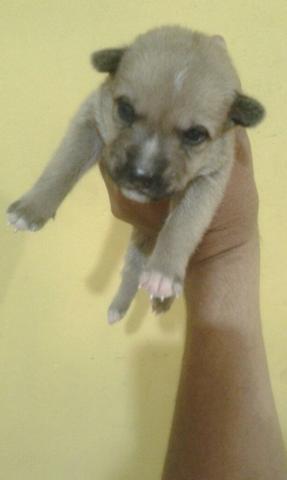 Pitbull americam Raciado R$100
