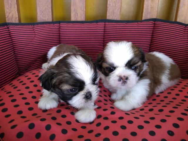 Shi tzu Tricolor macho e fêmea