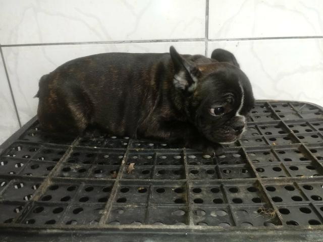 Ultimo machinho de bulldog frances