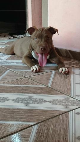 Vende-se um cachorro da raça pitbull Red nose