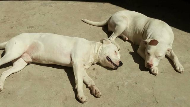 Vendo linda fêmea de Pitbull última fêmea