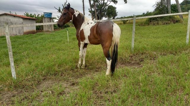 Cavalo pampa MM - Castrado