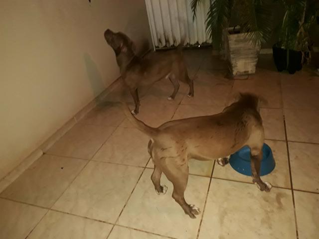 Dois Pitbull Perdidos