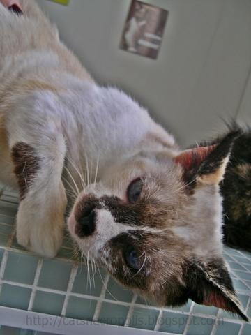 Flan - gatinha castrada para adoção em Santos