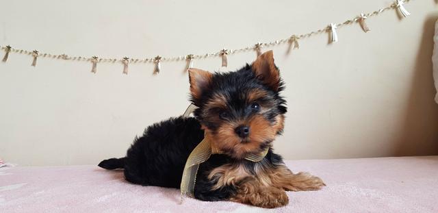 Fêmea Yorkshire Terrier!