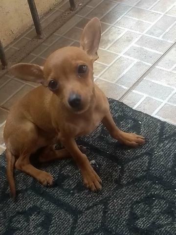 Pinscher caramelo puro