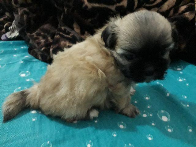 Shih Tzu