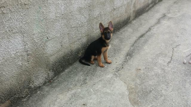 Vendo fêmea de pastor alemão!