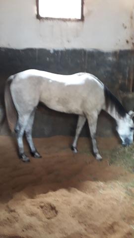 Linda égua QM pura e registrada