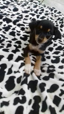 Pinsher fêmea por 170 reais
