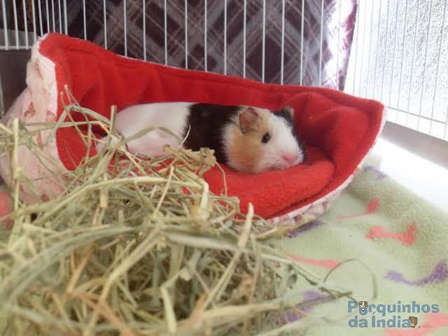 Doa se porquinhos da india urgente