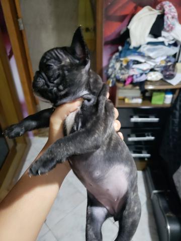 Fêmea tigrada Bulldog francês