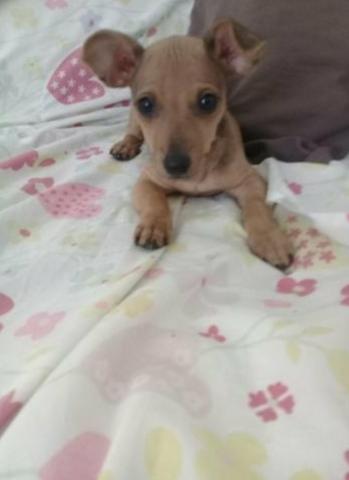 Lindos pinscher macho contato, 