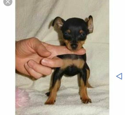 Meu amigo esta vendeo esse pti n1