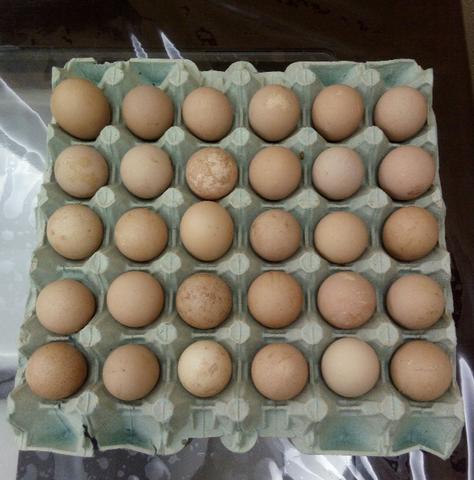 Ovos de Galinha de Angola