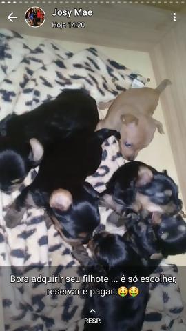 Pinscher e Yorkshire
