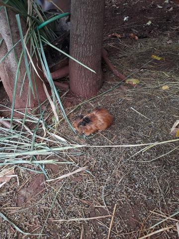 Vende-se porquinho da Índia