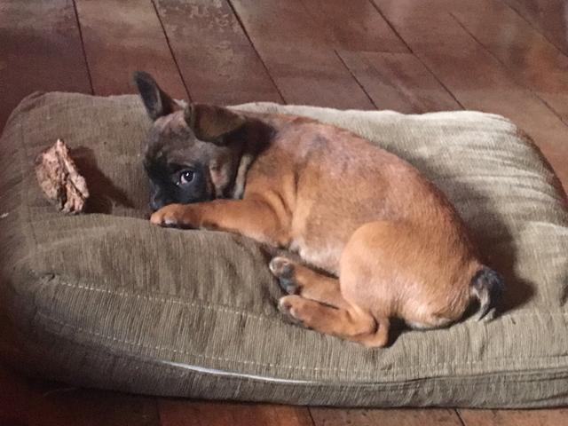 Bulldog francês fêmea 6 meses
