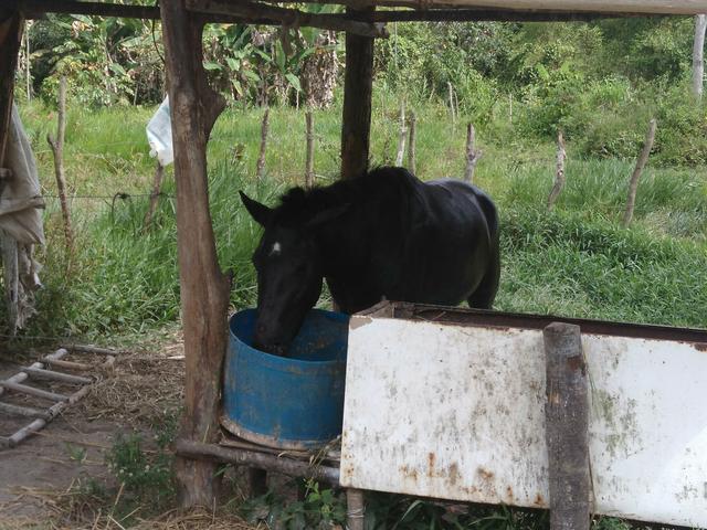 Cavalo, Crioulo