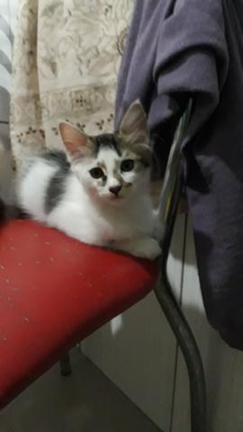 Doa-se gatinho macho