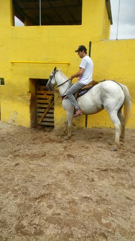 Egua QM com poutra de 5 meses