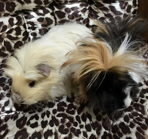 Porquinho da Índia!