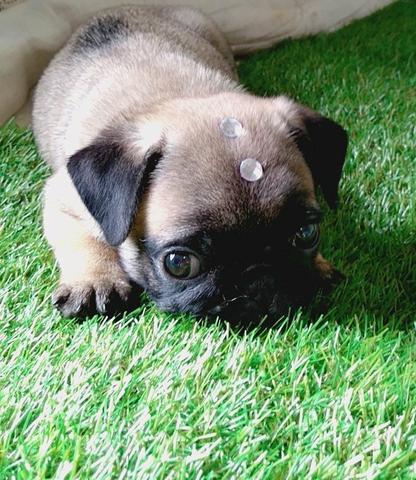 Fêmea de pug disponível