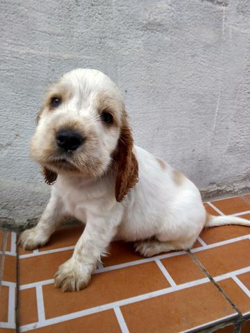 Lindo machinho cocker spaniel inglês