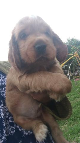 Lindo macho cocker spaniel inglês