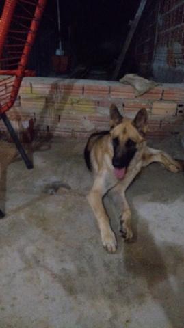 Pasto alemao 1ano super docil