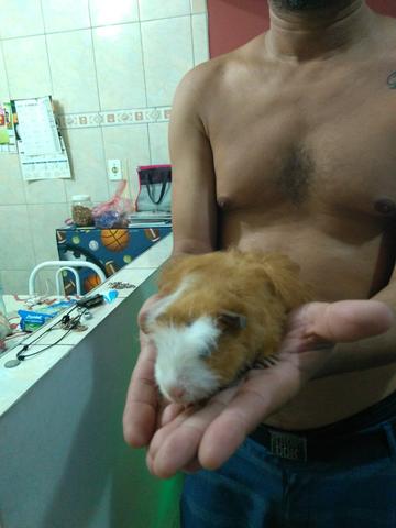 Porquinhos da Índia dois com gaiola 