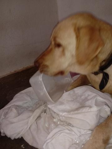 Labrador lindo e docil para adoçao