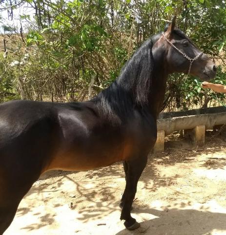Vende-se cobertura - cavalo castanho, filho de Cacique Campeão Nacional